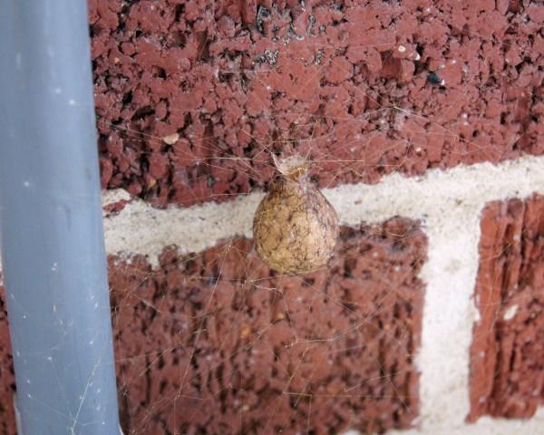 Egg Sac
