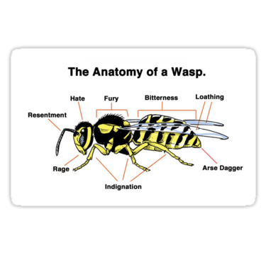Anatomy of a Wasp