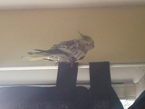 Snowflake the cockatiel